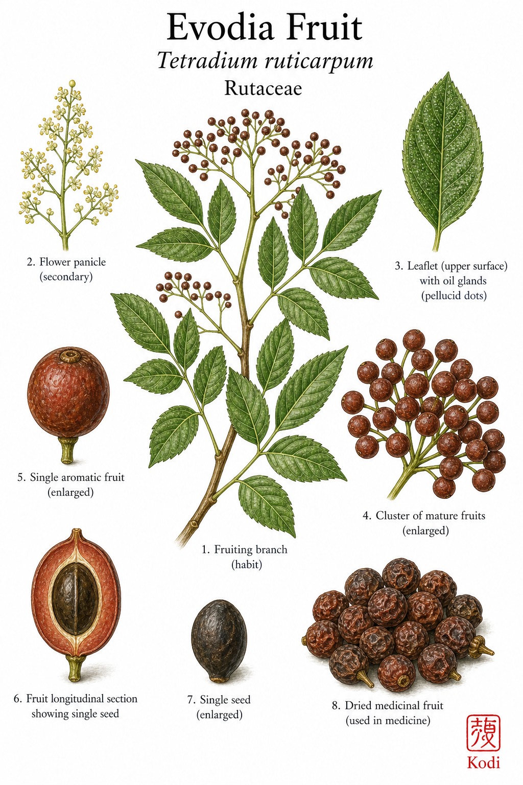Botanical illustration of Evodia Fruit, Tetradium ruticarpum, showing pinnate leaves, clustered fruits, seed section, dried fruit, and diagnostic plant details.