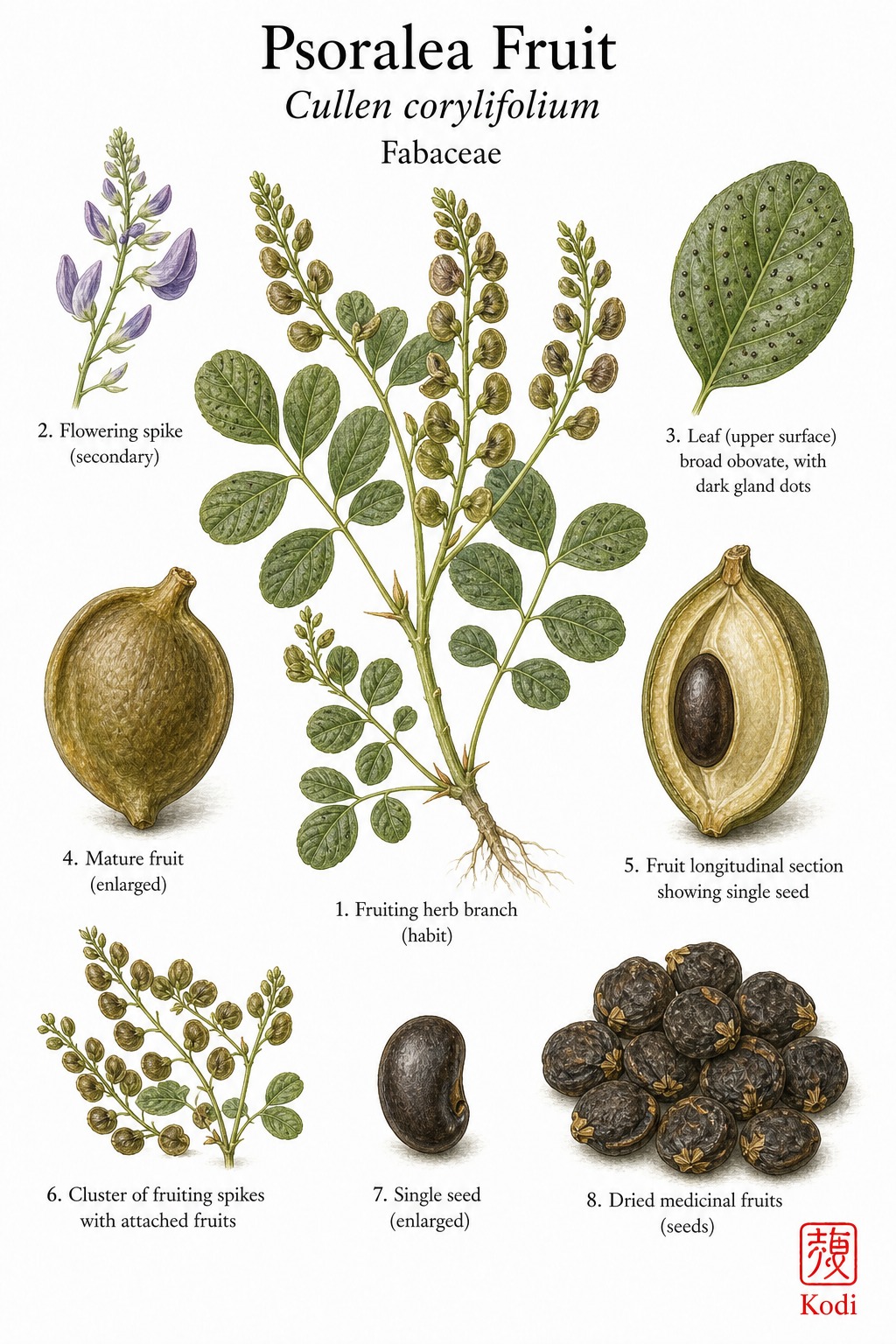 Botanical illustration of Psoralea Fruit, Cullen corylifolium, showing gland-dotted leaves, fruiting spikes, seed section, dried seed, and diagnostic plant details.