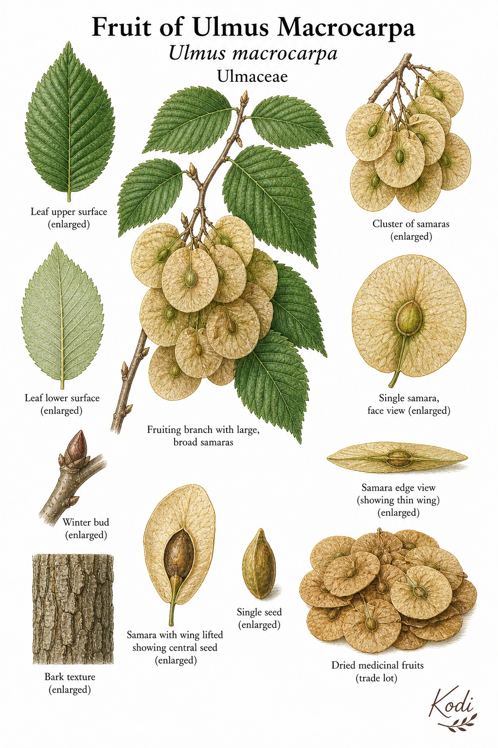 Botanical illustration of Fruit of Ulmus Macrocarpa, Ulmus macrocarpa, showing serrated leaves, large round samaras, seed wing details, and diagnostic plant details.