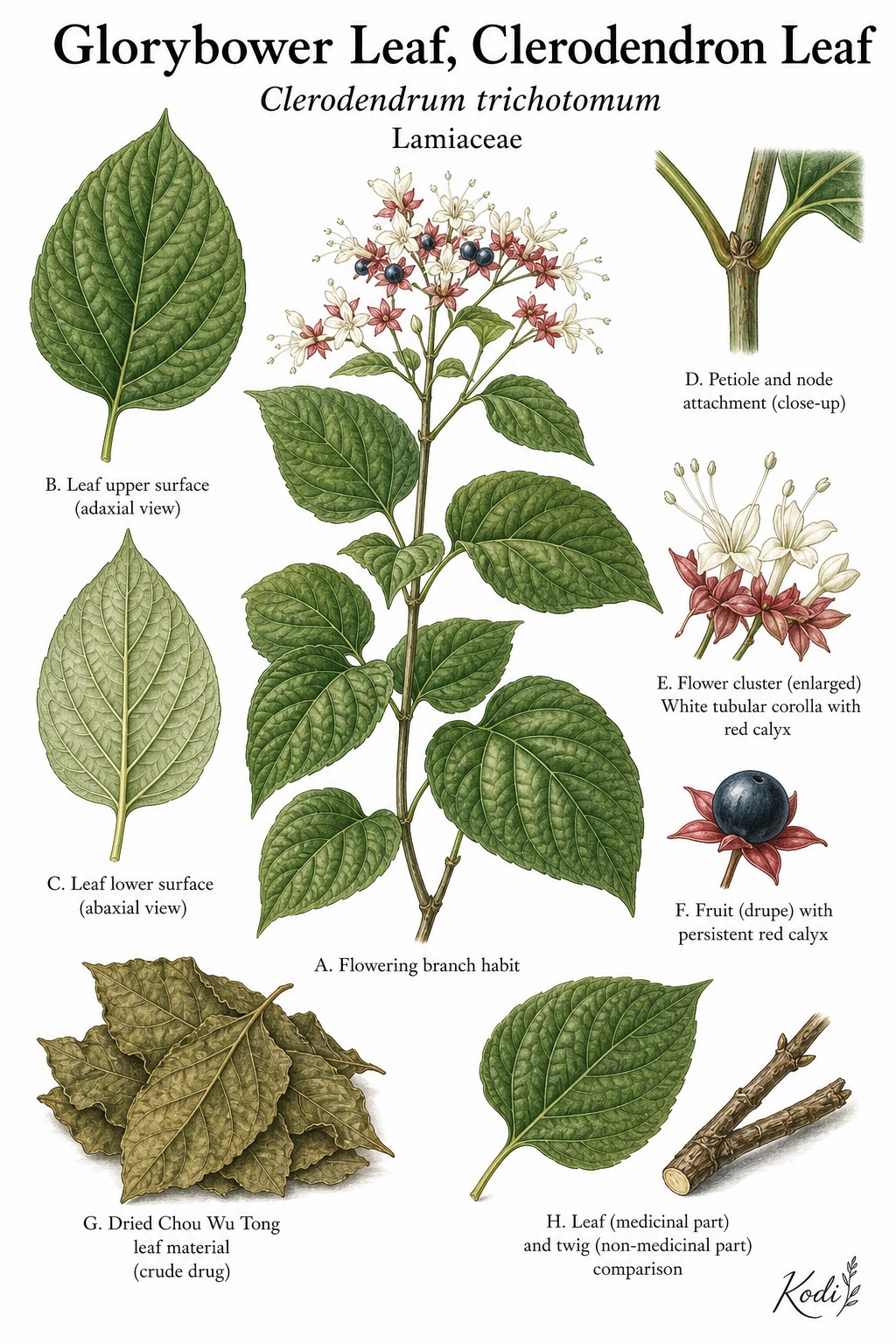 Botanical illustration of Glorybower Leaf, Clerodendrum Leaf, Clerodendrum trichotomum, showing medicinal leaves, flowers, berries, and diagnostic plant details.