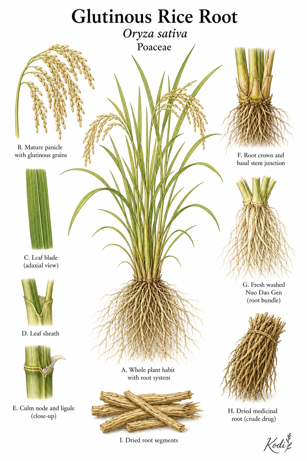 Botanical illustration of Glutinous Rice Root, Oryza sativa, showing rice habit, fibrous medicinal roots, dried root bundles, and diagnostic plant details.