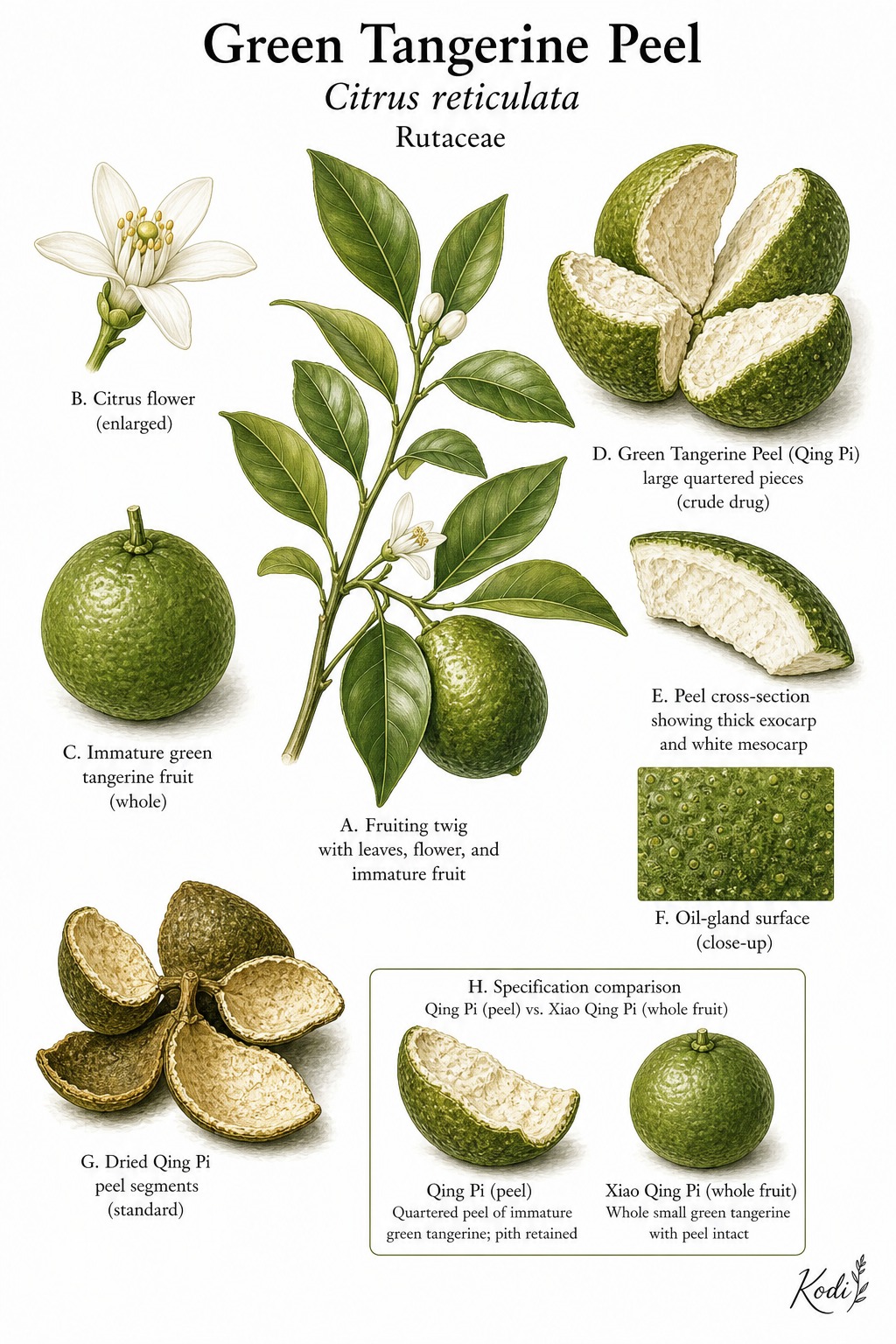 Botanical illustration of Green Tangerine Peel, Citrus reticulata, showing immature fruit, quartered Qing Pi peel, dried peel segments, and diagnostic plant details.