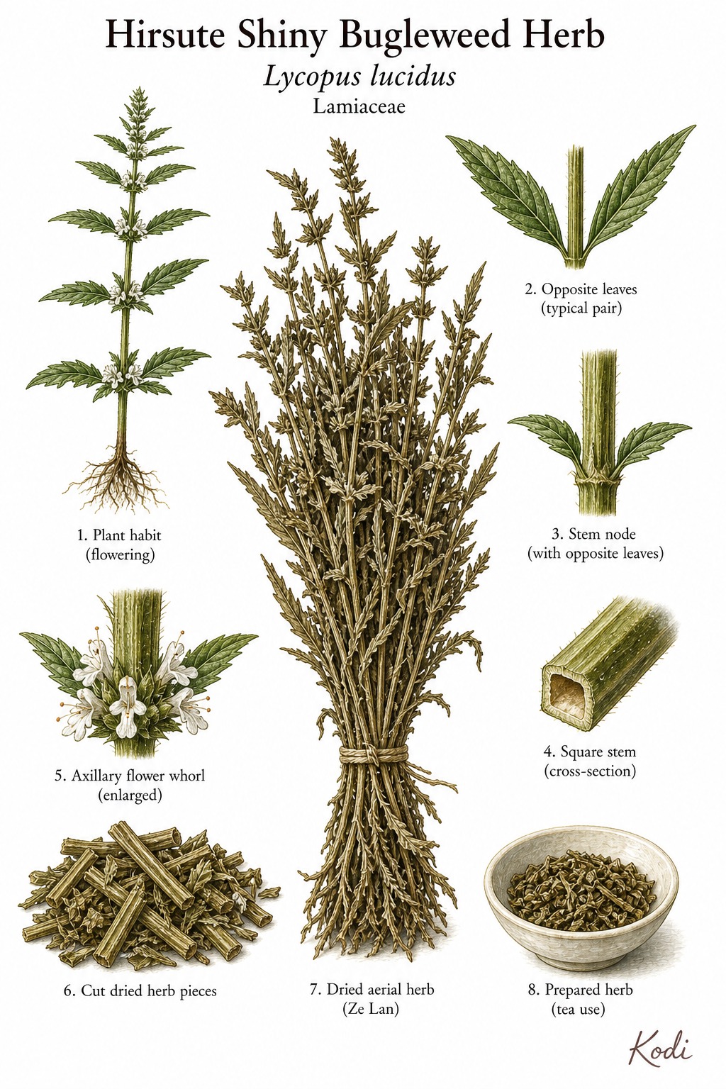 Botanical illustration of Hirsute Shiny Bugleweed Herb, Lycopus lucidus, showing whole Ze Lan aerial herb, opposite leaves, flower whorls, and diagnostic medicinal-herb details.