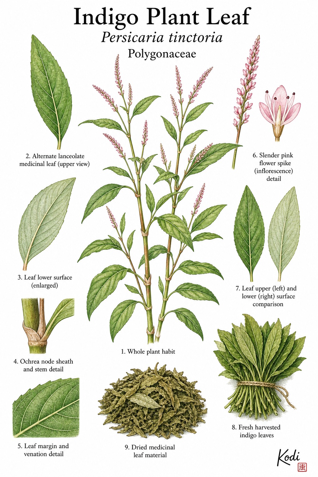 Botanical illustration of Indigo Plant Leaf, Persicaria tinctoria, showing alternate leaves, ochrea nodes, slender flower spikes, dried medicinal leaf material, and diagnostic dye-plant details.