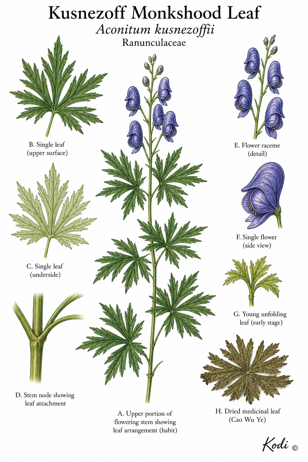 Botanical illustration of Kusnezoff Monkshood Leaf, Aconitum kusnezoffii, showing divided leaves, flowering stem context, dried leaf material, and diagnostic Cao Wu Ye details.
