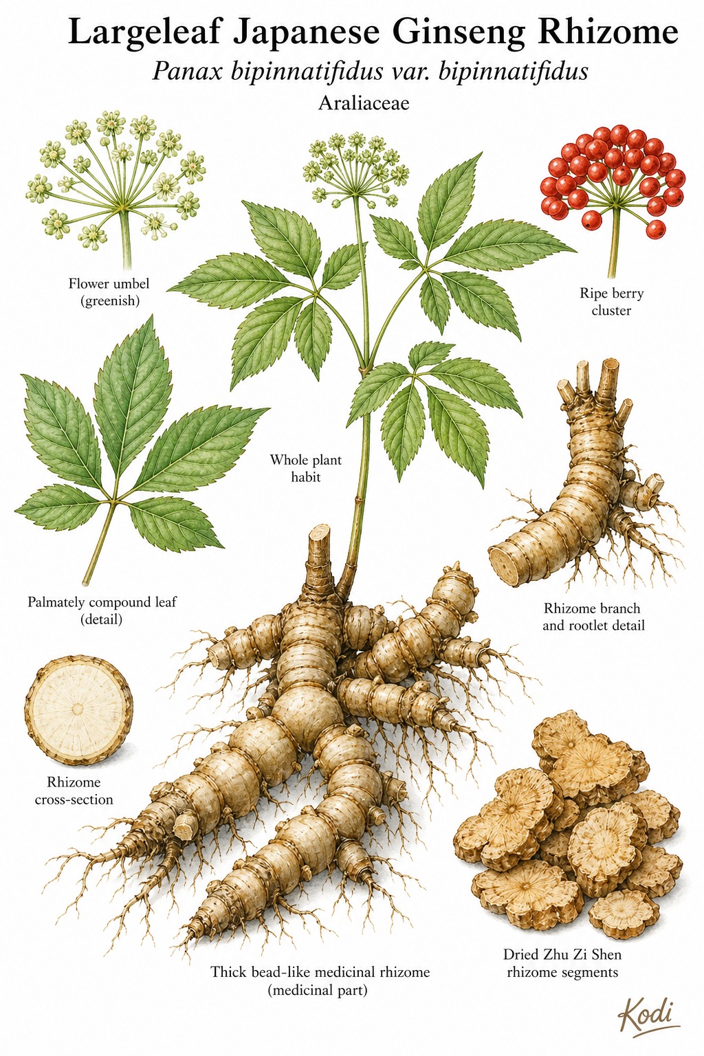 Botanical illustration of Largeleaf Japanese Ginseng Rhizome, Panax bipinnatifidus var. bipinnatifidus, showing compound leaves, berry cluster, bead-like rhizome, dried Zhu Zi Shen material, and diagnostic plant details.