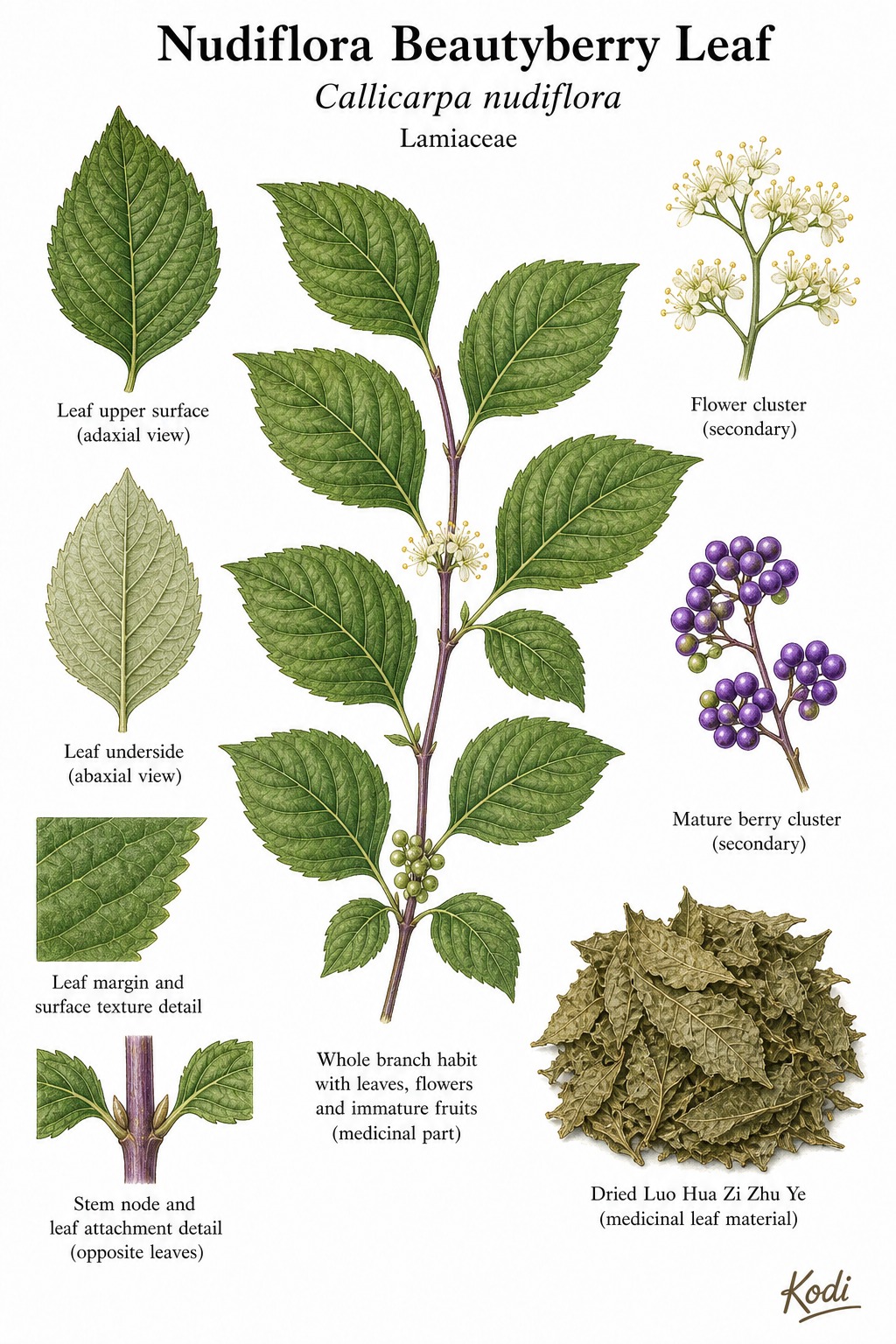 Botanical illustration of Nudiflora Beautyberry Leaf, Callicarpa nudiflora, showing opposite leaves, flower and berry context, dried Luo Hua Zi Zhu Ye material, and diagnostic plant details.