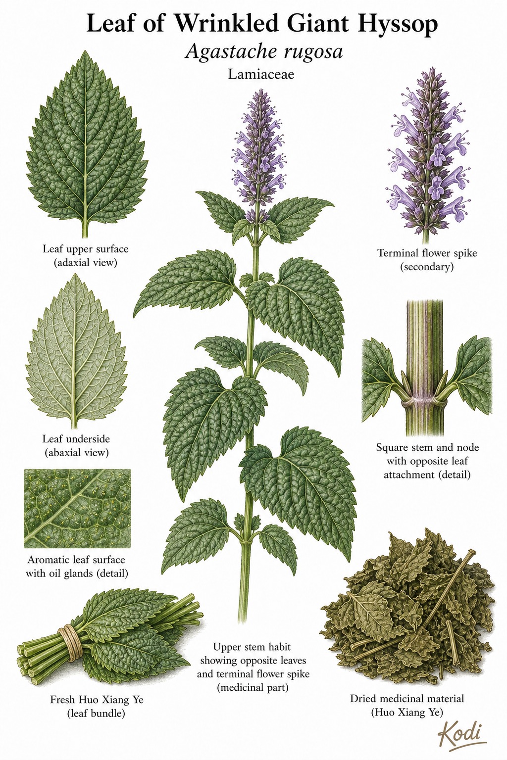 Botanical illustration of Leaf of Wrinkled Giant Hyssop, Agastache rugosa, showing wrinkled leaves, flower spike, dried Huo Xiang Ye material, and diagnostic plant details.
