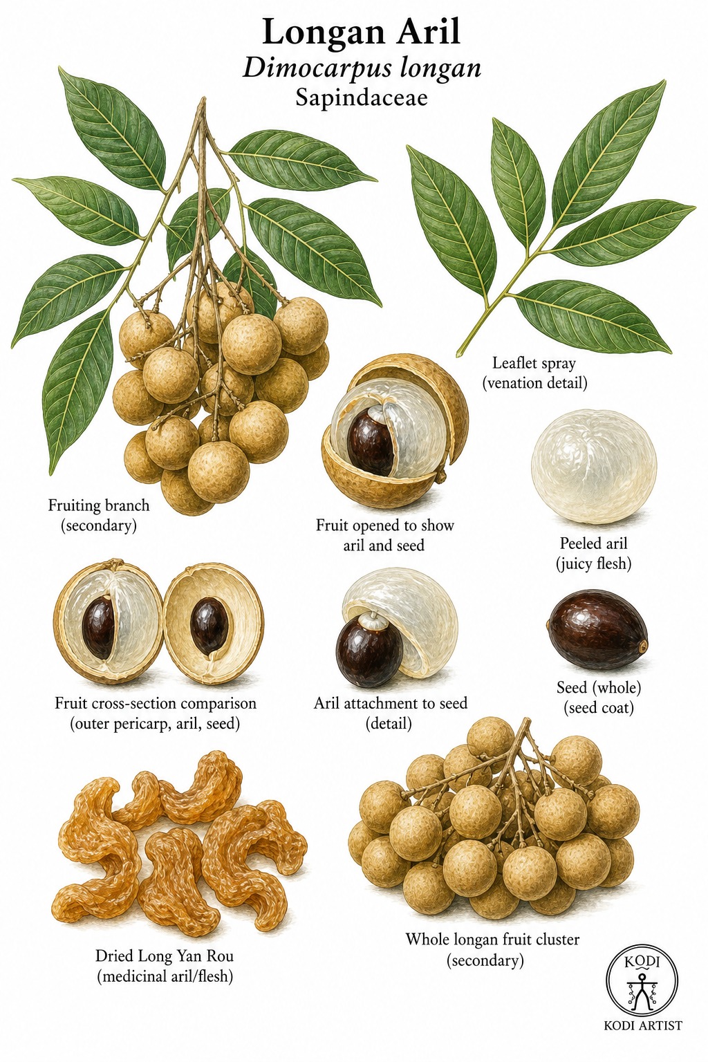 Botanical illustration of Longan Aril, Dimocarpus longan, showing fruit, translucent aril, dried Long Yan Rou flesh, and diagnostic plant details.