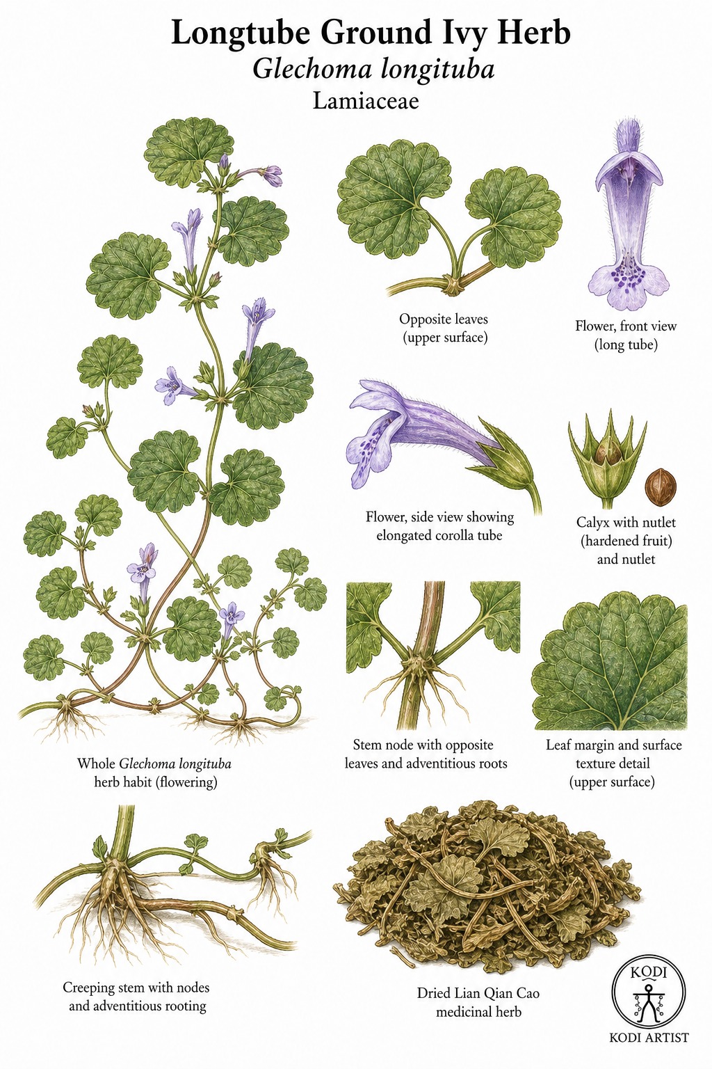 Botanical illustration of Longtube Ground Ivy Herb, Glechoma longituba, showing creeping herb habit, tubular violet flowers, dried Lian Qian Cao, and diagnostic plant details.