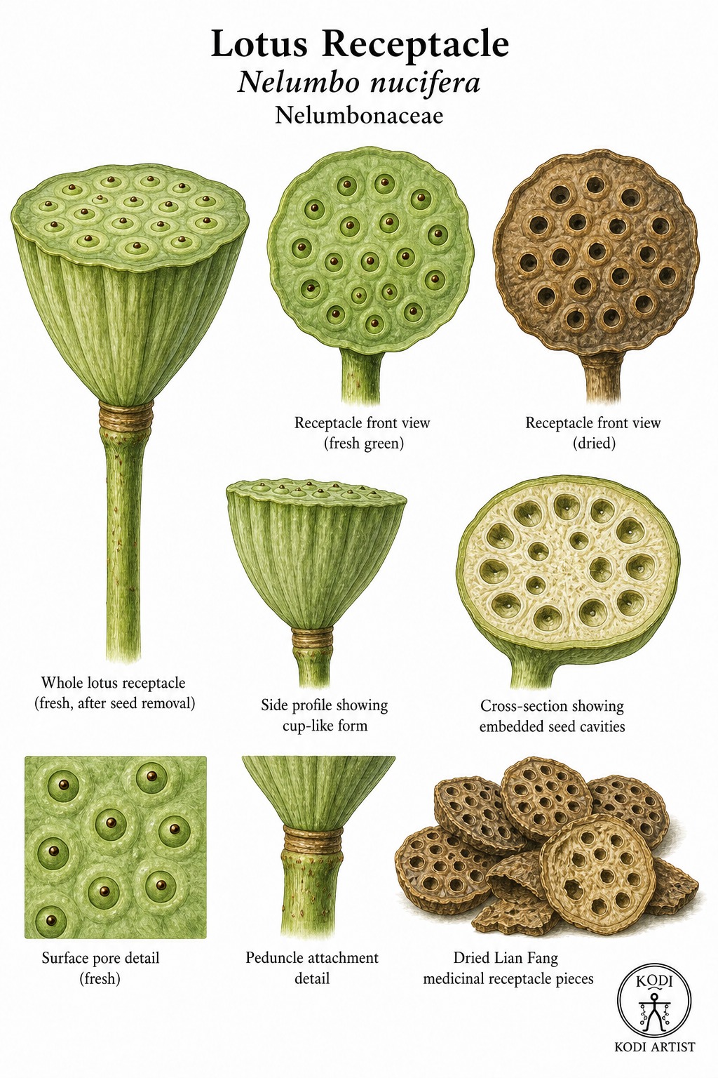 Botanical illustration of Lotus Receptacle, Nelumbo nucifera, showing fresh and dried seedpod forms, Lian Fang material, and diagnostic plant details.