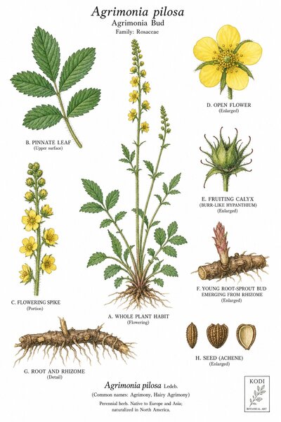 Botanical illustration of Agrimonia Bud, Agrimonia pilosa, showing habit, leaves, flowers, fruit, seed, root, and diagnostic plant details.