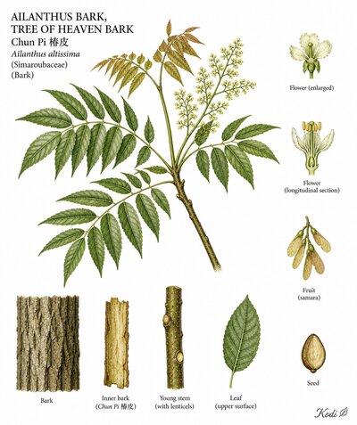 Botanical illustration of Ailanthus Bark, Tree of Heaven Bark, Ailanthus altissima, showing habit, leaves, flowers, fruit, seed, root, and diagnostic plant details.