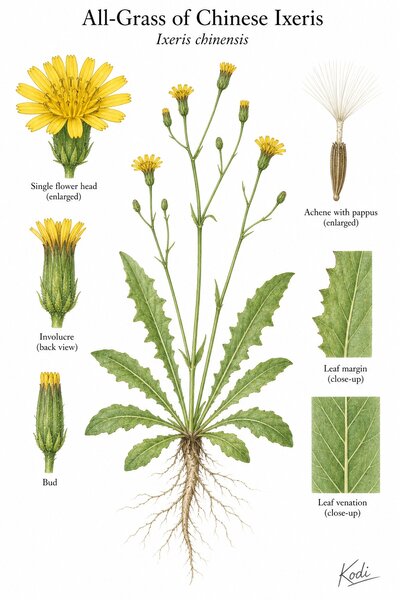 Botanical illustration of All-Grass of Chinese Ixeris, Ixeris chinensis, showing habit, leaves, flowers, fruit, seed, root, and diagnostic plant details.