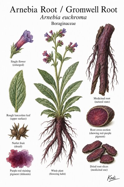 Botanical illustration of Arnebia Root / Gromwell Root, Arnebia euchroma, showing flowering habit, rough leaves, purple-red medicinal root, root section, and diagnostic plant details.