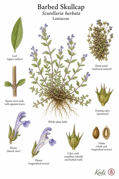 Botanical illustration of Barbed Skullcap, Scutellaria barbata, showing low herb habit, opposite leaves, small bilabiate flowers, scutellum calyx, and diagnostic plant details.