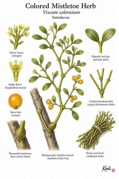 Botanical illustration of Colored Mistletoe Herb, Viscum coloratum, showing host attachment, opposite leaves, flowers, berries, dried herb, and diagnostic plant details.