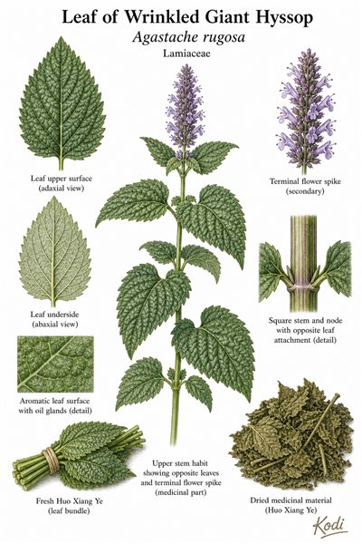Botanical illustration of Leaf of Wrinkled Giant Hyssop, Agastache rugosa, showing wrinkled leaves, flower spike, dried Huo Xiang Ye material, and diagnostic plant details.
